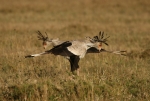 Secretary Bird
