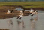 Great White Pelican