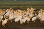 Great White Pelican