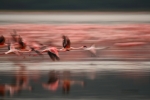 Greater Flamingoes