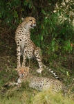 Cheetahs