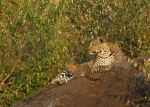 Leopards